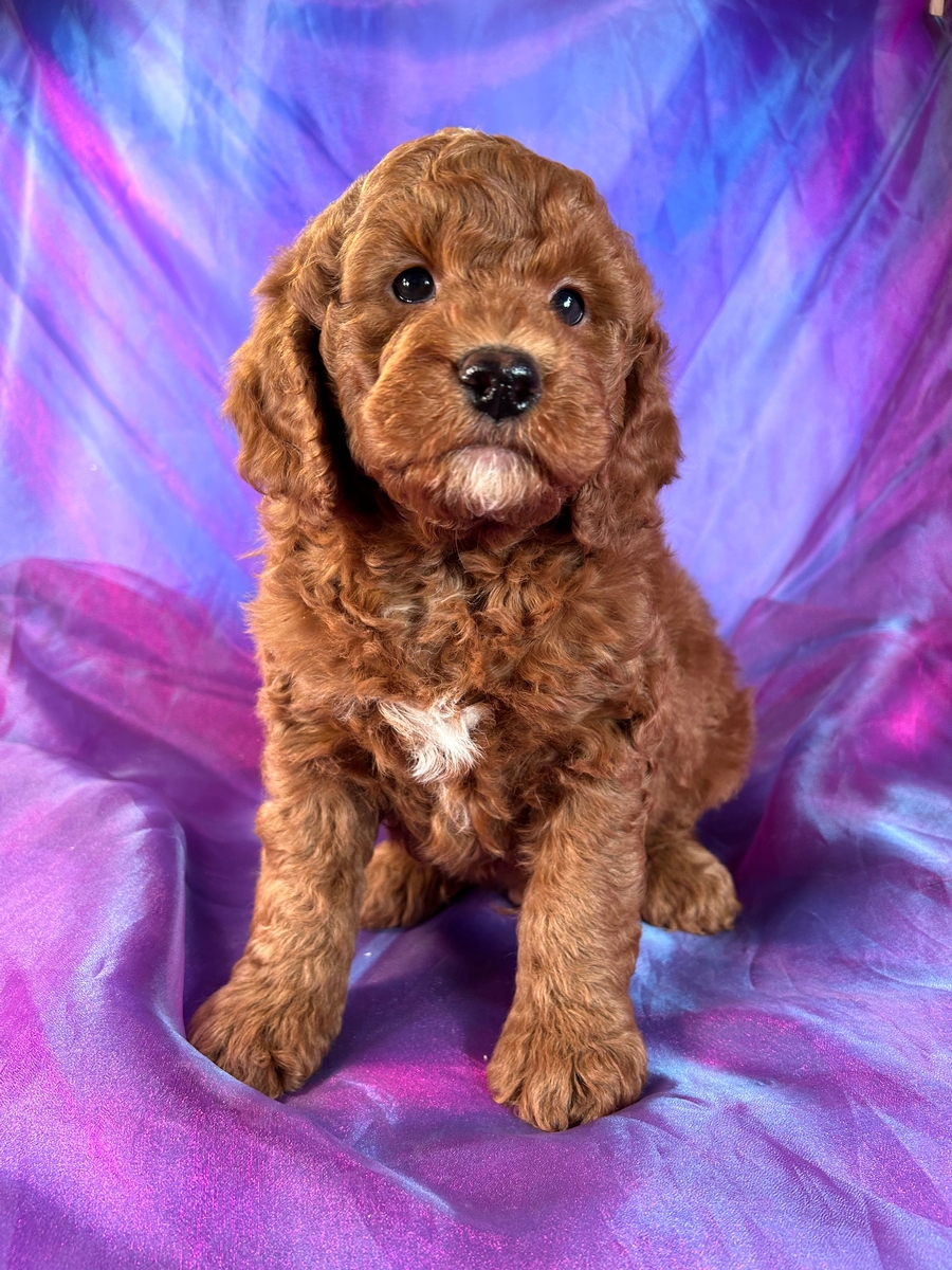 Dark Red Mini Bernedoodle Puppy for Sale DOB 1-23-2023, $1200
